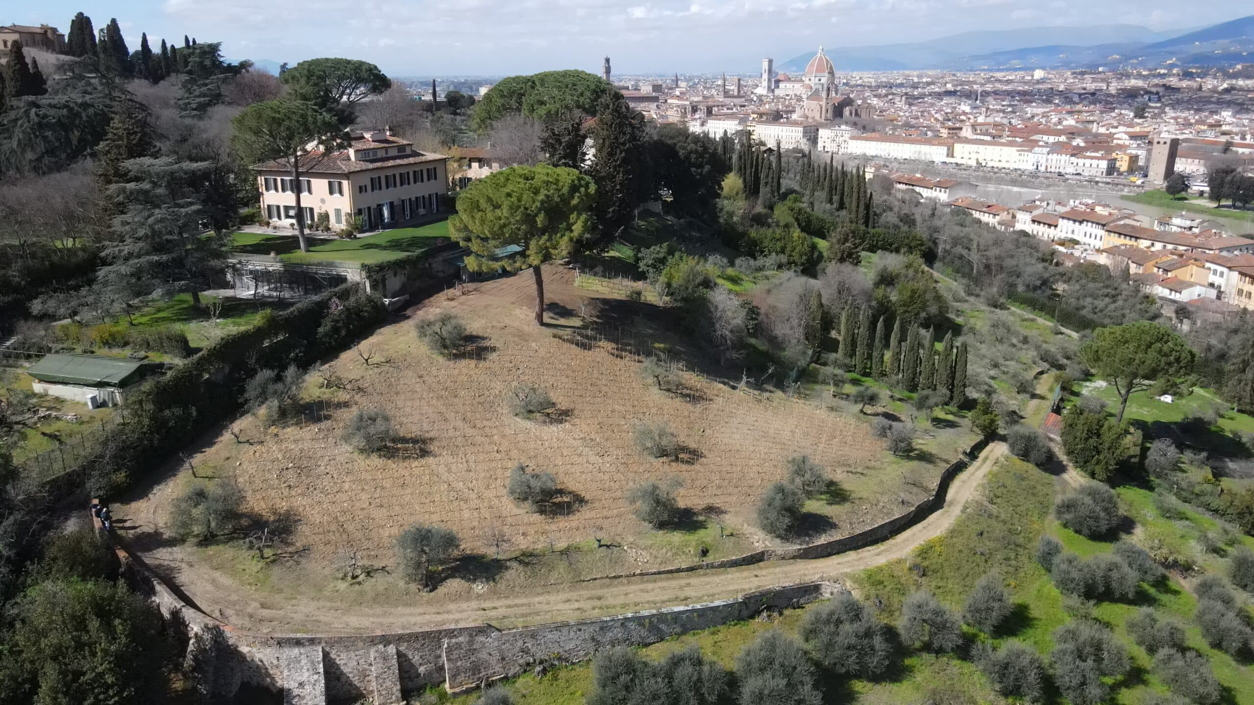 La vigna Michelangelo appena impiantata